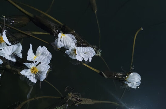 水性杨花