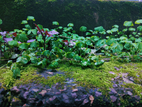 苔藓
