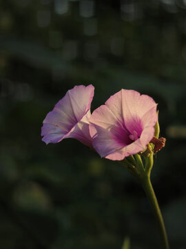 牵牛花