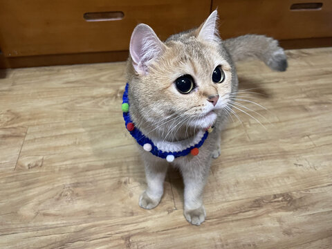 金渐层萌宠
