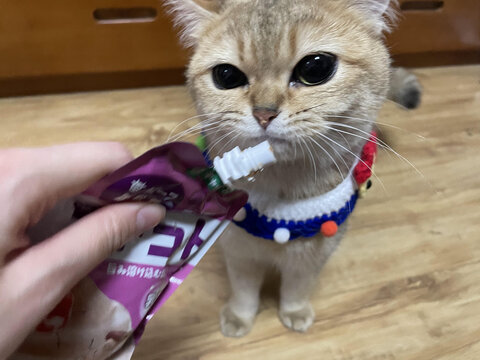 金渐层吃饭