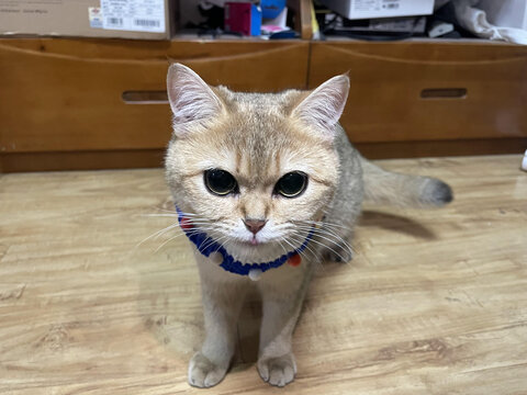 金渐层