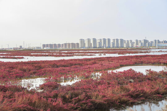秋天的湿地红海滩
