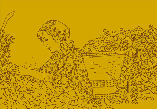 采茶女