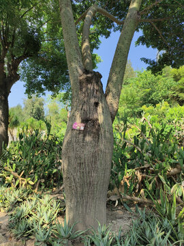 象腿树