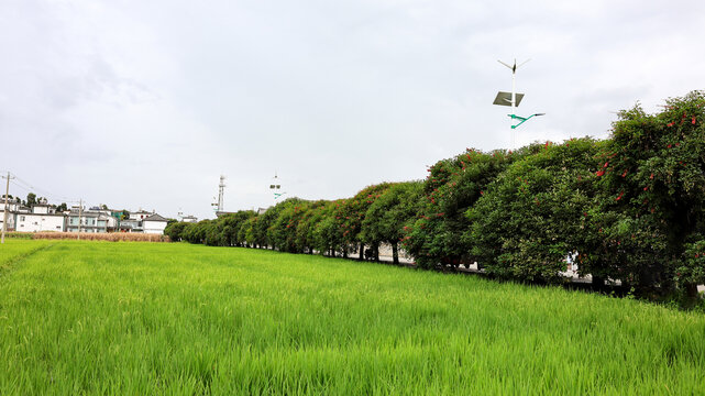 稻田
