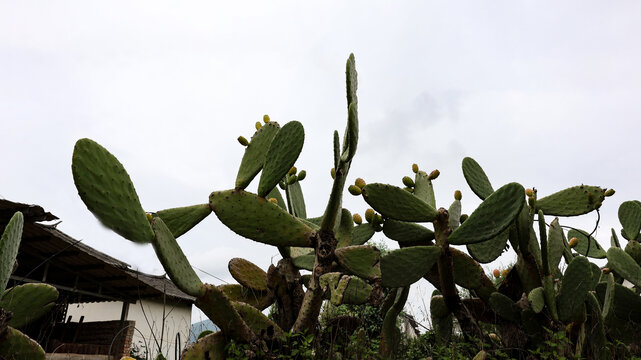 仙人掌