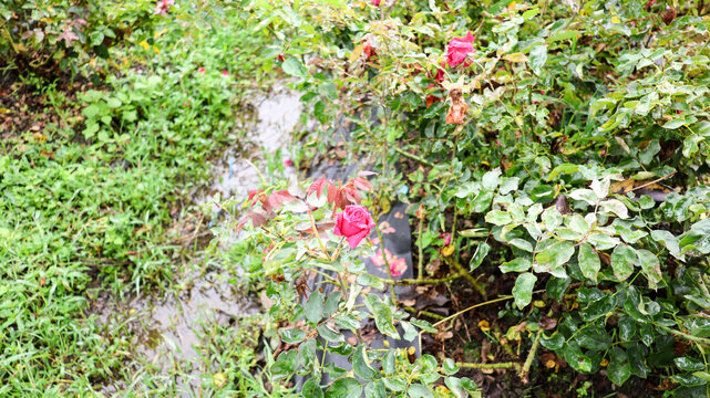 玫瑰花