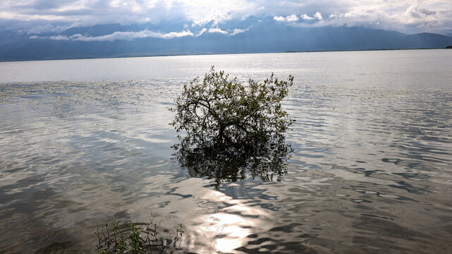 洱海中间一棵树