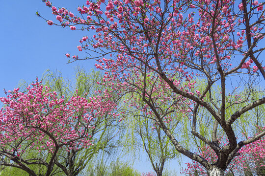 春天的桃树桃花