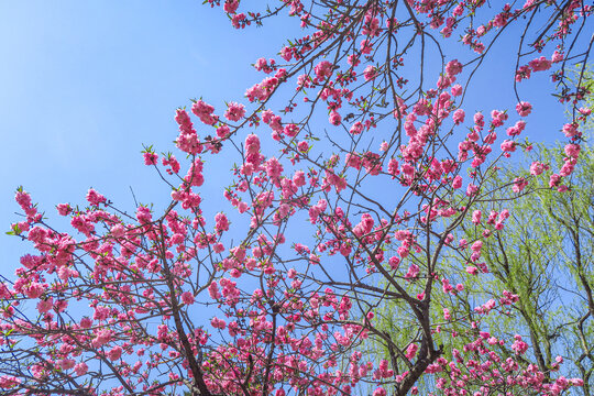 春天的桃花