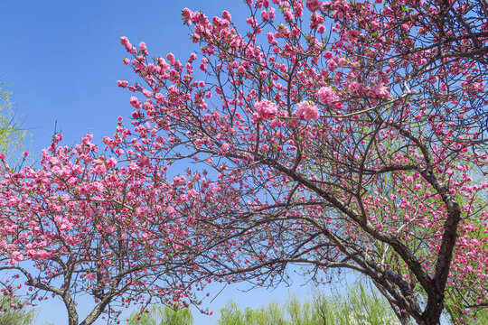 春天的桃花