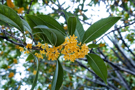 桂花