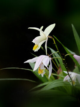 黄花白芨