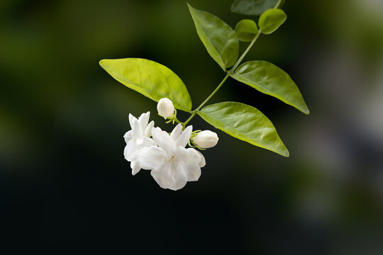 茉莉