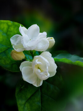茉莉