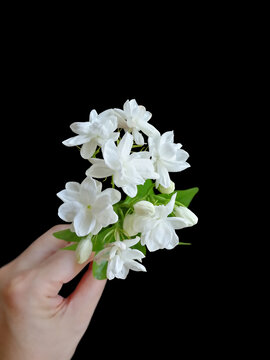 茉莉