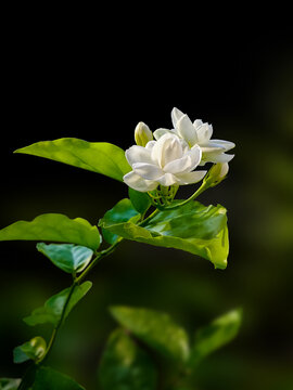 茉莉