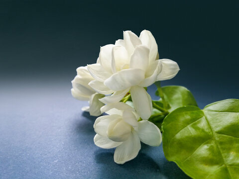 茉莉