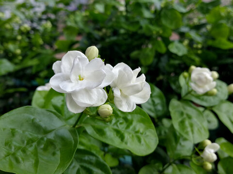 茉莉
