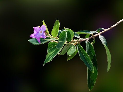 芫花