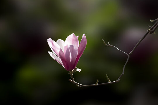 玉兰花