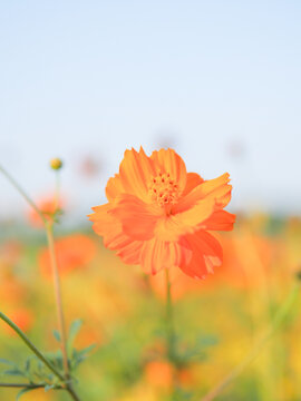 格桑花