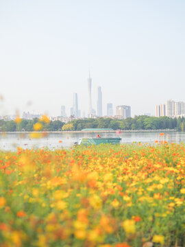 格桑花和广州塔