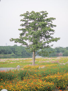 格桑花