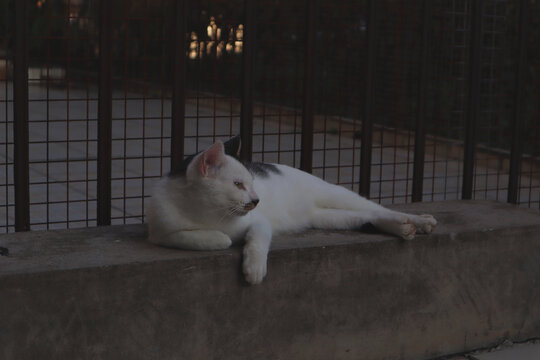 猫