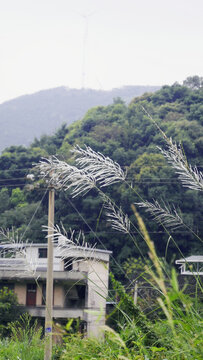 荻
