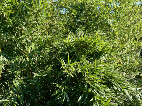 绿色植物新鲜竹子叶子