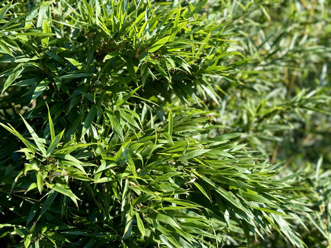 绿色植物新鲜竹子叶子