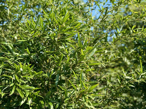 绿色植物新鲜竹子叶子