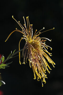 金丝菊