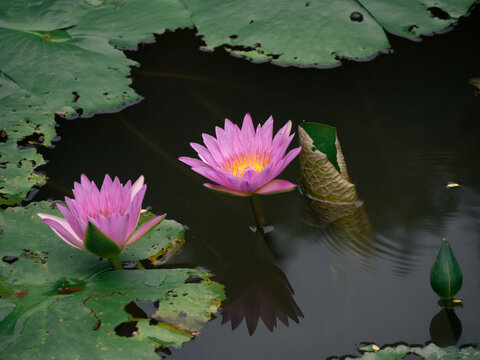 莲花