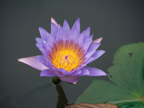 莲花