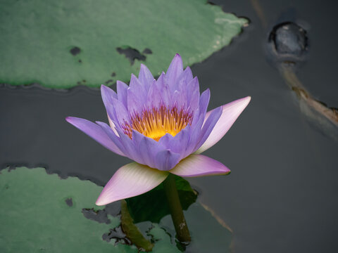 莲花