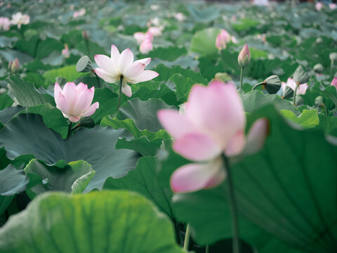 荷花荷叶