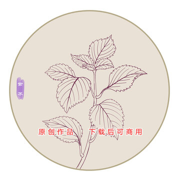 线描紫苏