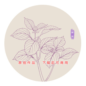 线描紫苏