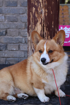 狗
