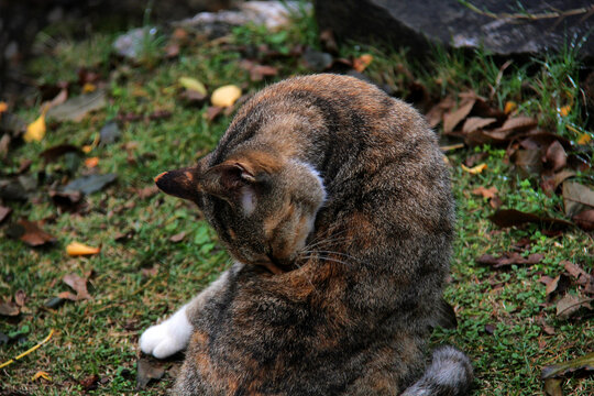 舔毛的猫咪
