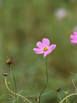 格桑花
