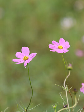 格桑花