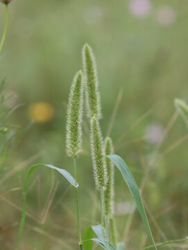 狗尾巴草