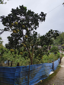 柚子水果种植