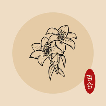 百合黑白线描