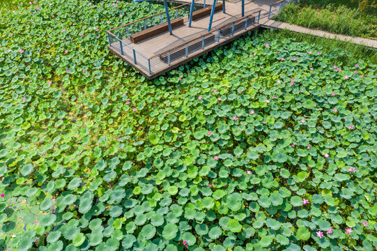 航拍郑州北龙湖湿地碧绿荷塘荷叶