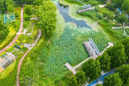 航拍郑州北龙湖湿地碧绿荷塘荷叶